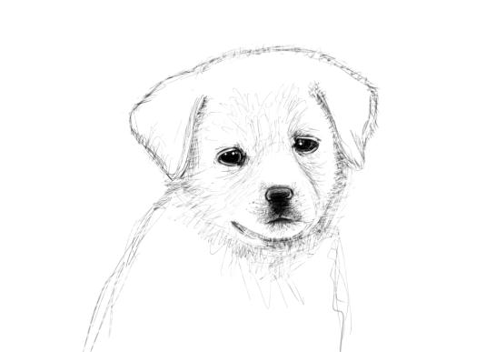 June 15, 2013 - Today marks 75 consecutive days of daily drawing. Hoorah! Let's celebrate with this puppy sketch, yes?