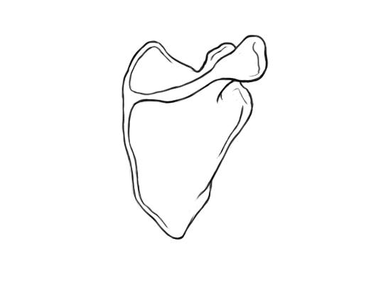 May 12, 2013 - Line drawing of a scapula, i.e. shoulder blade.