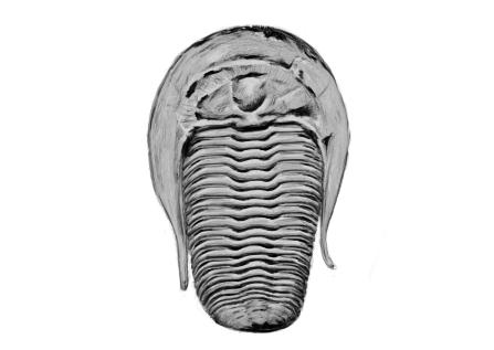 May 17, 2013 - I didn't even know what a trilobite was until yesterday. Fascinating creatures!