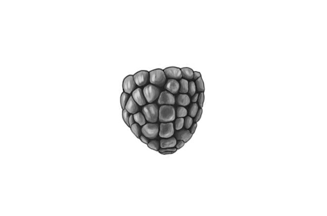 April 26, 2013 - Went for more of a black and white painting of a raspberry rather than drawing this time.