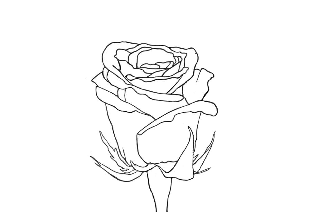 May 24, 2013 - A rose line drawing will have to do for today.